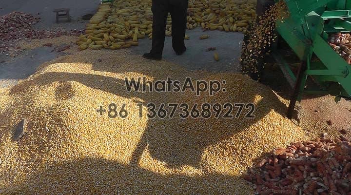 Corn threshing effect feedback from cameroon customer