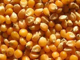 Corn kernels